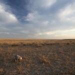 The kazakhstan Desert - Aral